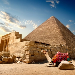 Camel Setting To The Pyramid